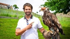 Schauspieler Swen Temmel übernahm für diesen einjährigen Weißkopfseeadler die Patenschaft bei der Greifvogelwarte der Familie Weinhappel auf der Riegersburg im traumhaft schönen Vulkanland. Das Jungtier, das erst mit fünf oder sechs Jahren das markant, weiße Kopffederkleid bekommt, trägt per sofort den Namen „Swen“. (Bild: Pail Sepp)