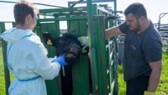 Auch wenn Tobias Griemann zur Hand ging, das Probennehmen ist richtige Arbeit für den Tierarzt. Und bei Weitem kein Spaß für die Tiere. (Bild: Charlotte Titz)