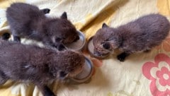In der Wildtierstation von Peter und Carina Werbik in Steinabrückl werden derzeit fünf verwaiste Babyfüchse alle zwei Stunden mit warmer Milch versorgt. Auch in der Nacht.   (Bild: ZVG Wildtierstation Steinabrückl)