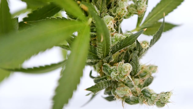 Cannabis, aber auch Speed hatte der Kroate zwei Jahre lang über den Loiblpass nach Kärnten geschmuggelt.