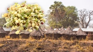 Bio-Soja kam nicht aus Österreich oder der EU, sondern aus dem afrikanischen Togo. Daraus entwickelt sich nun ein harter Kampf vor heimischen Gerichten. (Bild: Krone KREATIV/bkupper – stock.adobe.com, photo crew – stock.adobe.com)