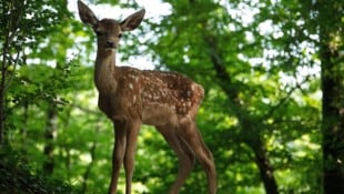 „Bambi – Eine Lebensgeschichte aus dem Walde“ ist ein Erlebnis für die ganze Familie. (Bild: Eric Travers)