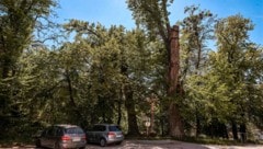 Drei uralte Bäume am Kapuzinerberg in Ried verloren ihren Naturdenkmalschutz. (Bild: Pressefoto Scharinger/Daniel Scharinger)