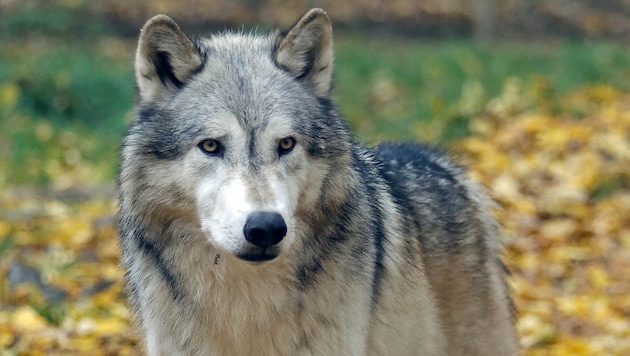 Alle paar Tage wird derzeit die Sichtung eines Wolfes registriert. Die Meldungen sind amtlich. (Bild: Groh Klemens)