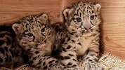 Noch sind sie namenlos: Ende März kamen die Schneeleoparden-Babys im Salzburger Zoo auf die Welt (Bild: Zoo Salzburg)